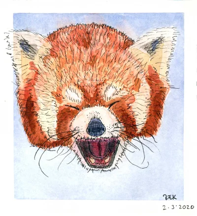 red panda