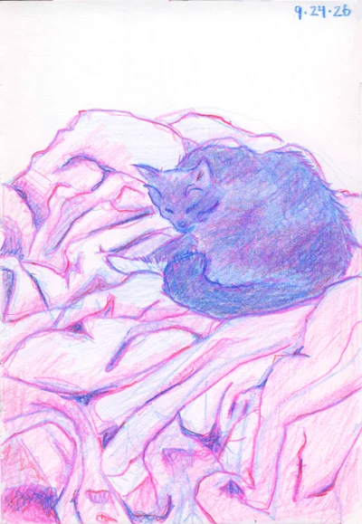 a cat (named Inti!) sleeps curled up on a pile of soft blankets